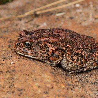 Guttural Toad