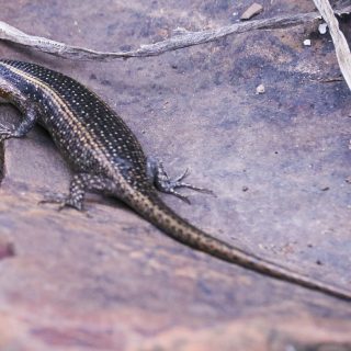 Spotted/Speckled Rock Skink