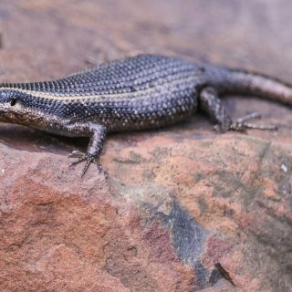 Spotted/Speckled Rock Skink