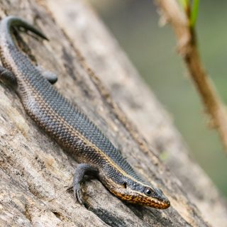 Spotted/Speckled Rock Skink