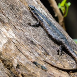 Spotted/Speckled Rock Skink