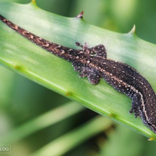 Common/Cape Dwarf Gecko