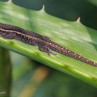 Common/Cape Dwarf Gecko