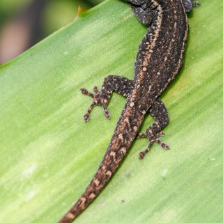 Common/Cape Dwarf Gecko